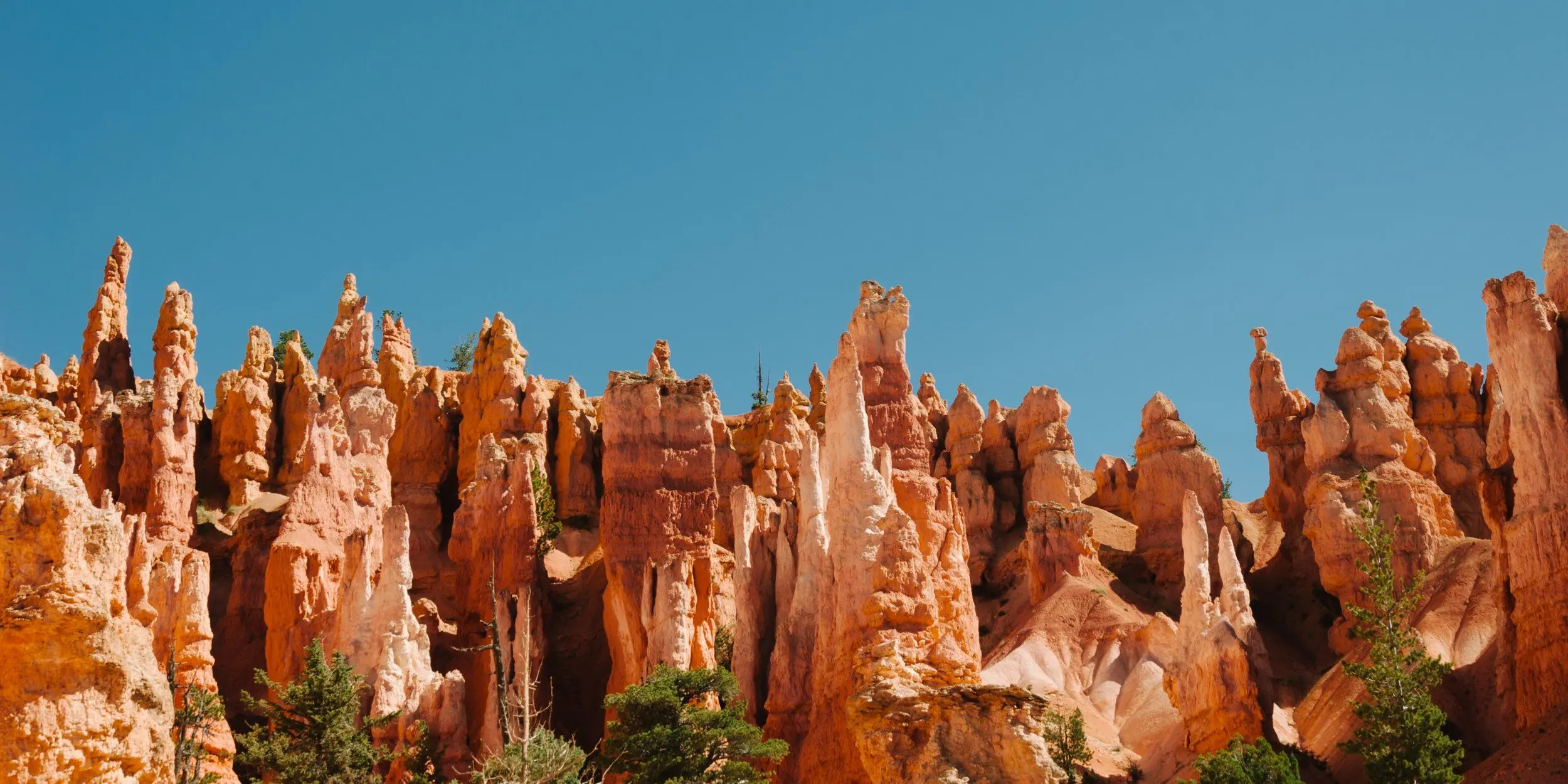 Orange Bryce Canyon hoodoos stand over green trees, all under clear blue skies through Queens Garden. Midday.