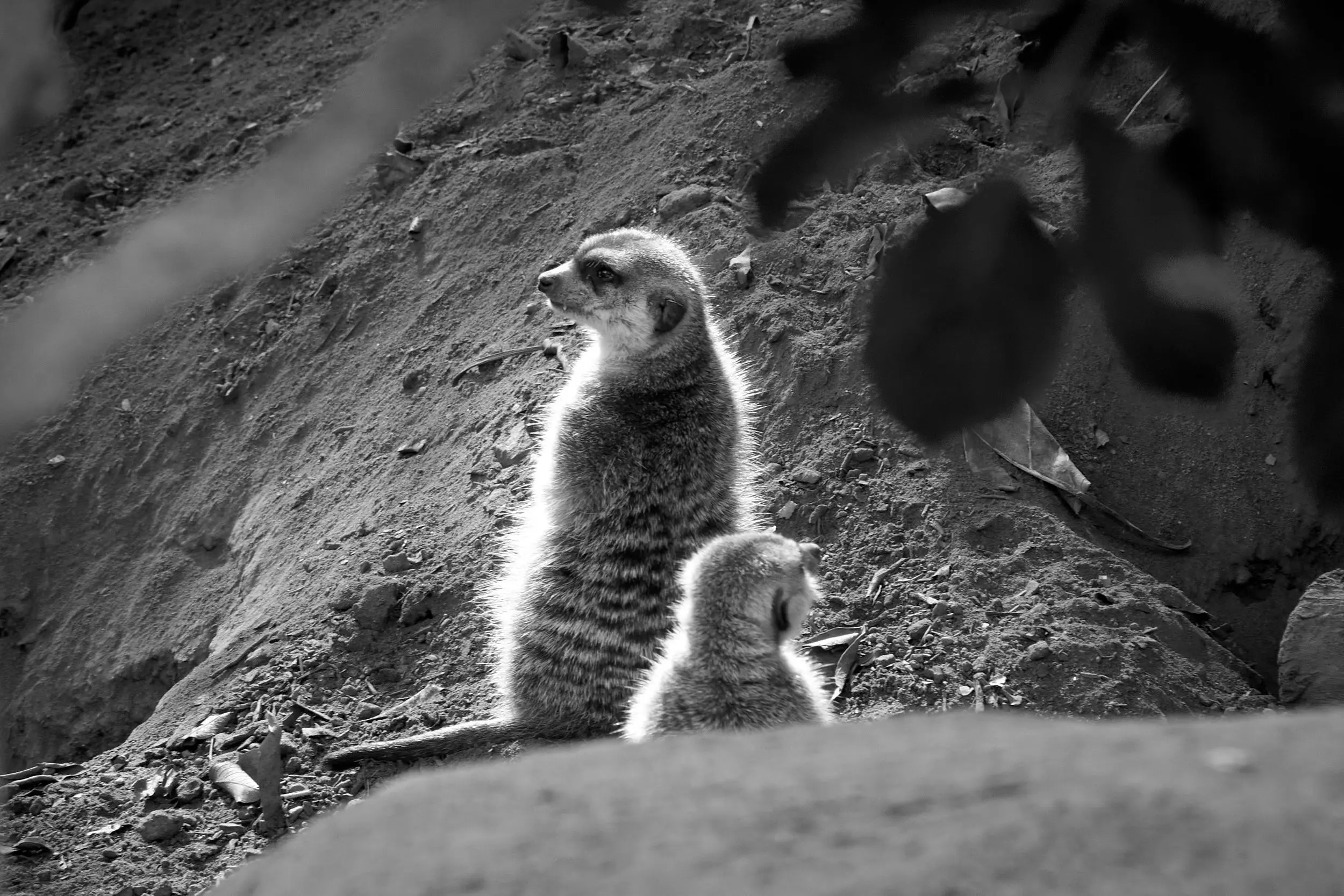 Two meerkats stand upright and look off in each direction while backlit by the sun.