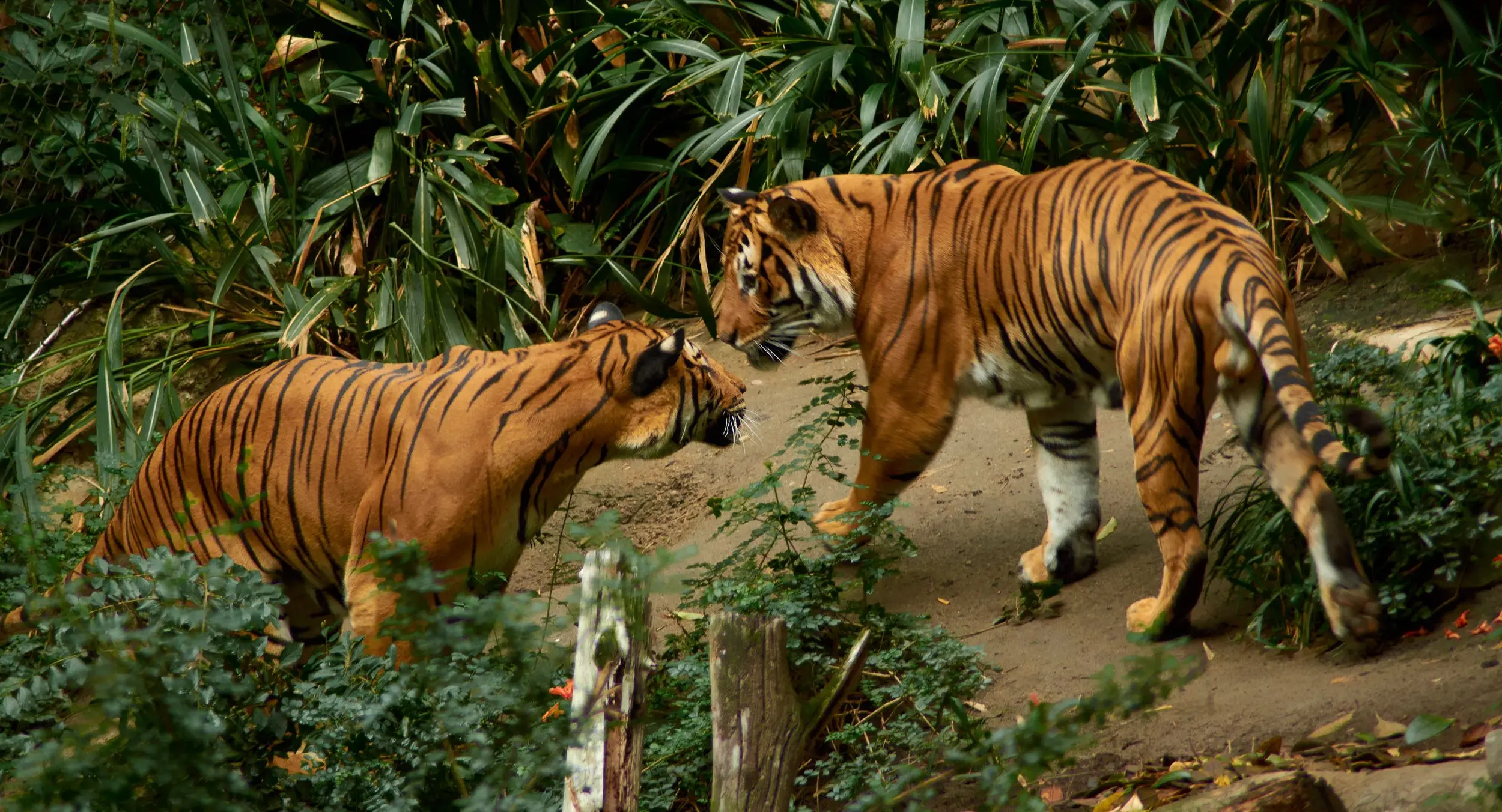 Two tigers make eye contact while walking past each other.