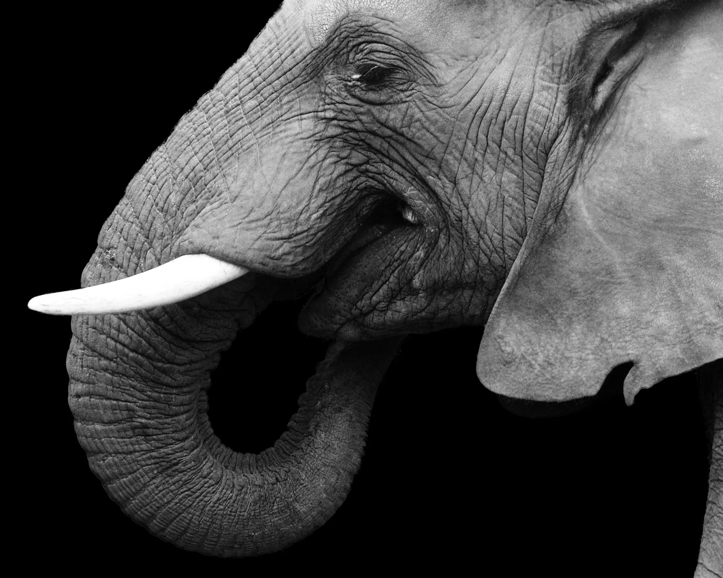 Black and white photo of an elephant in front of a black backdrop.