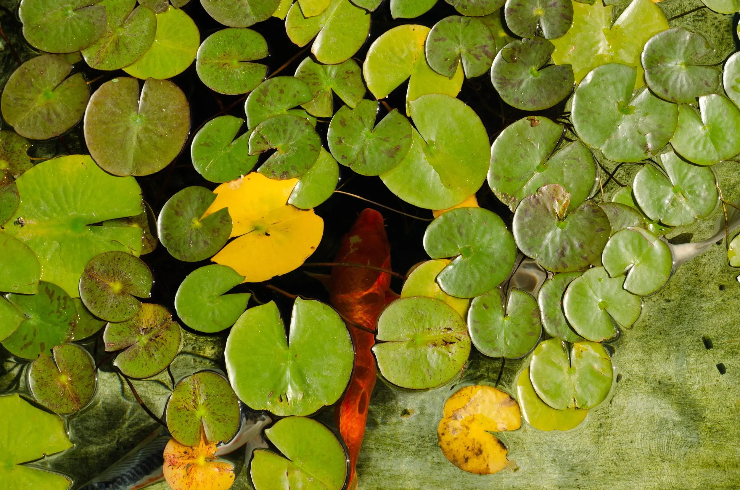 A red-orange koi fish swims underneath green and yellow lily pads.