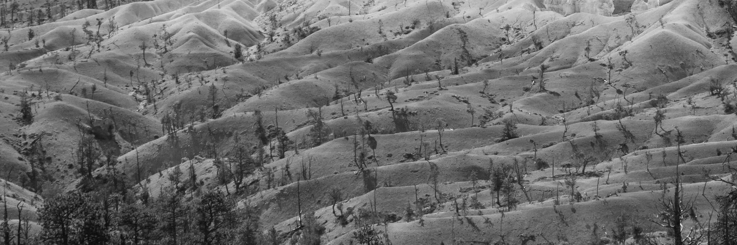 Black and white rolling hills dotted with trees in the Bryce Canyon Ampitheater.