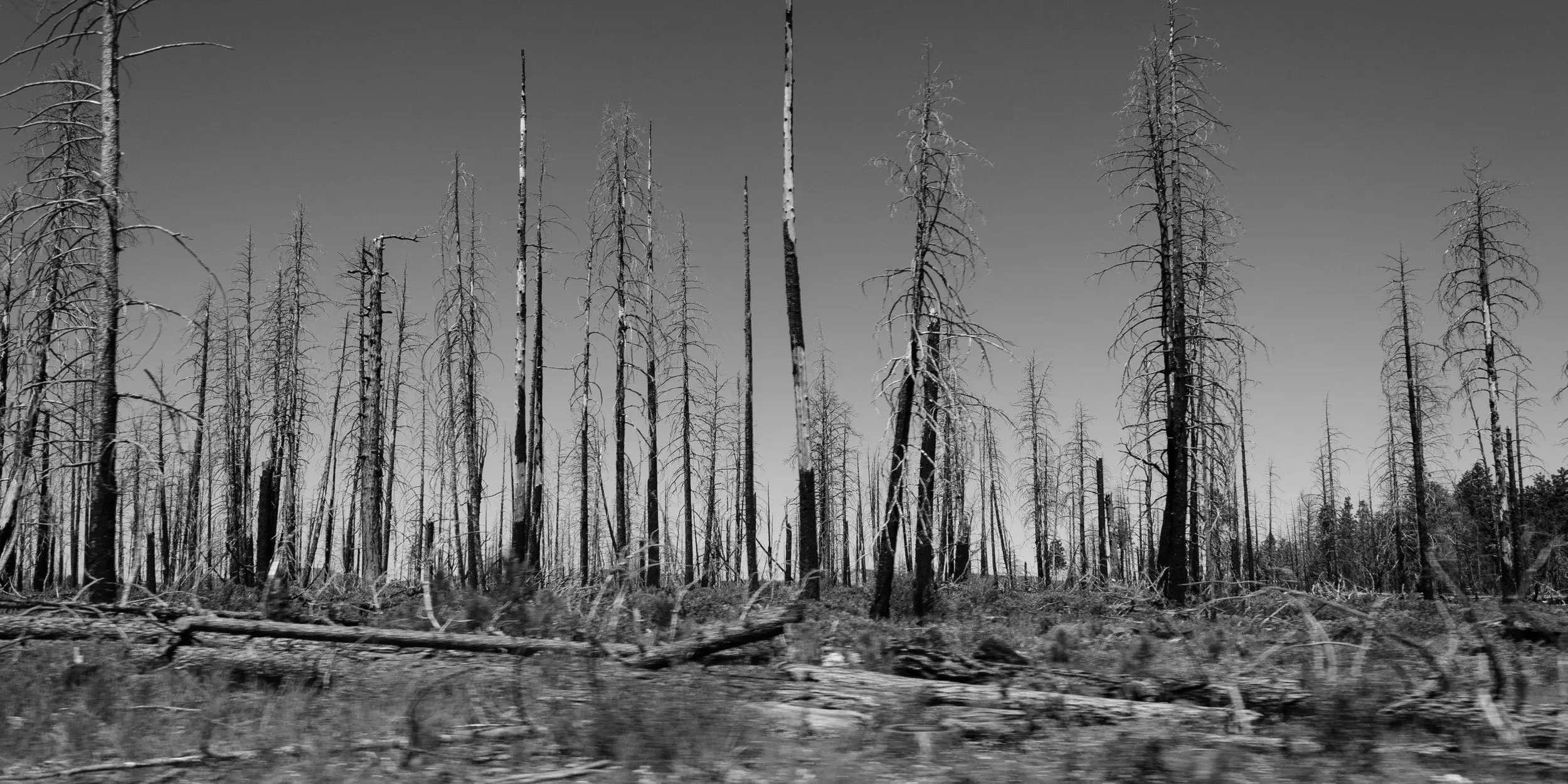 Black and white charred remains of Bryce Canyon's burned trees.