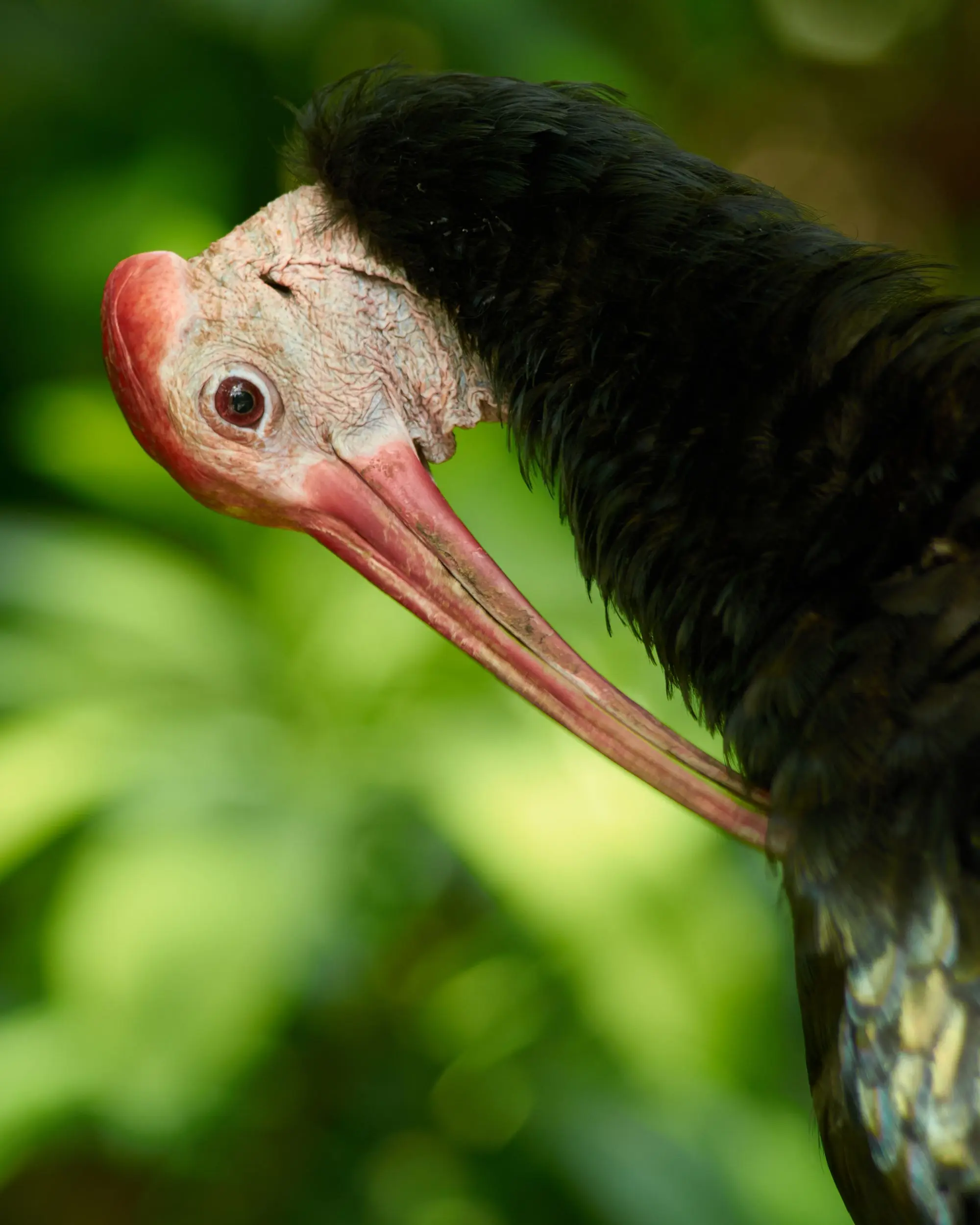 An ibis bends its neck so the tip of its beak arches and touches its feathers.