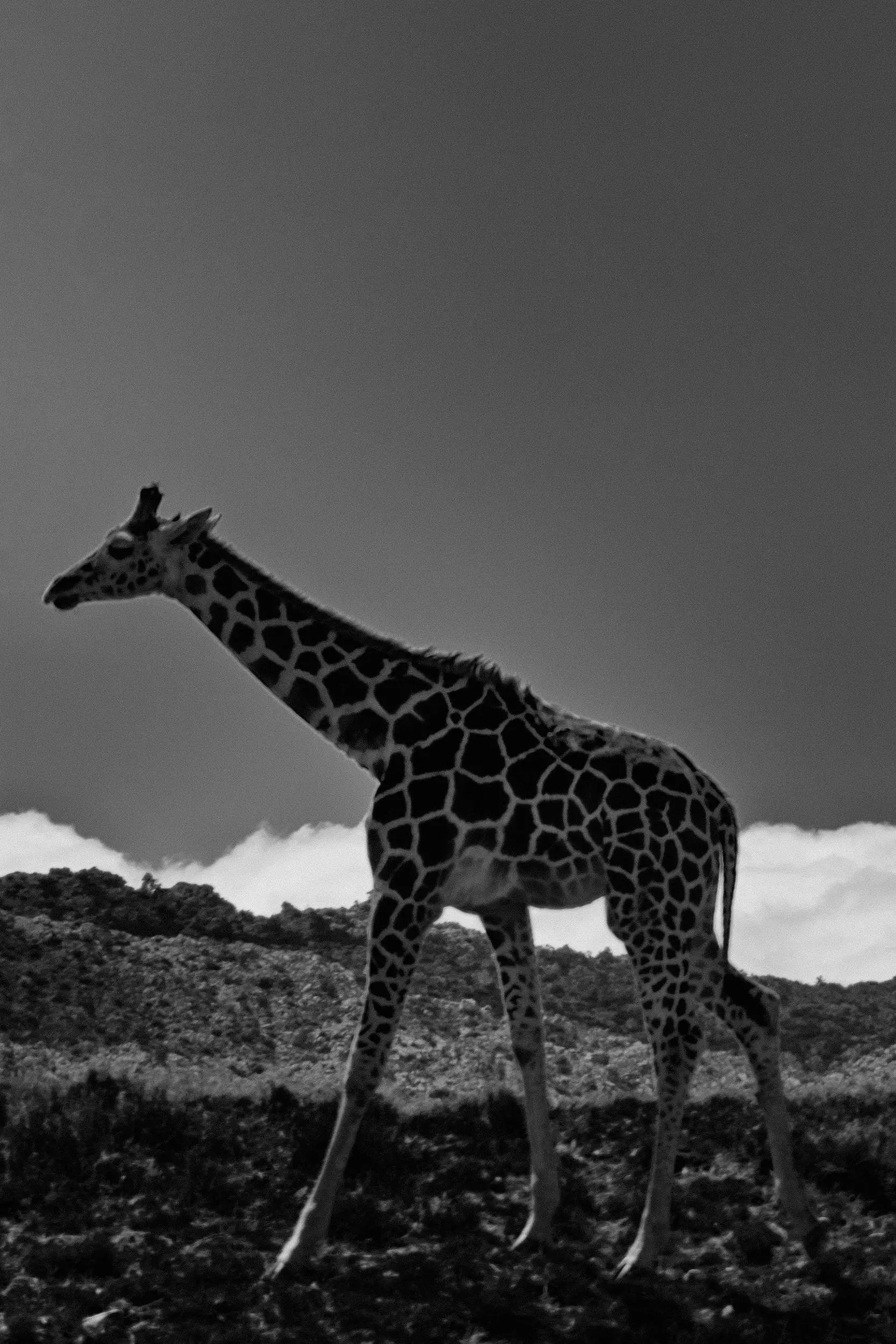 A giraffe walks on grass in front of fluffy white clouds. Black and white.