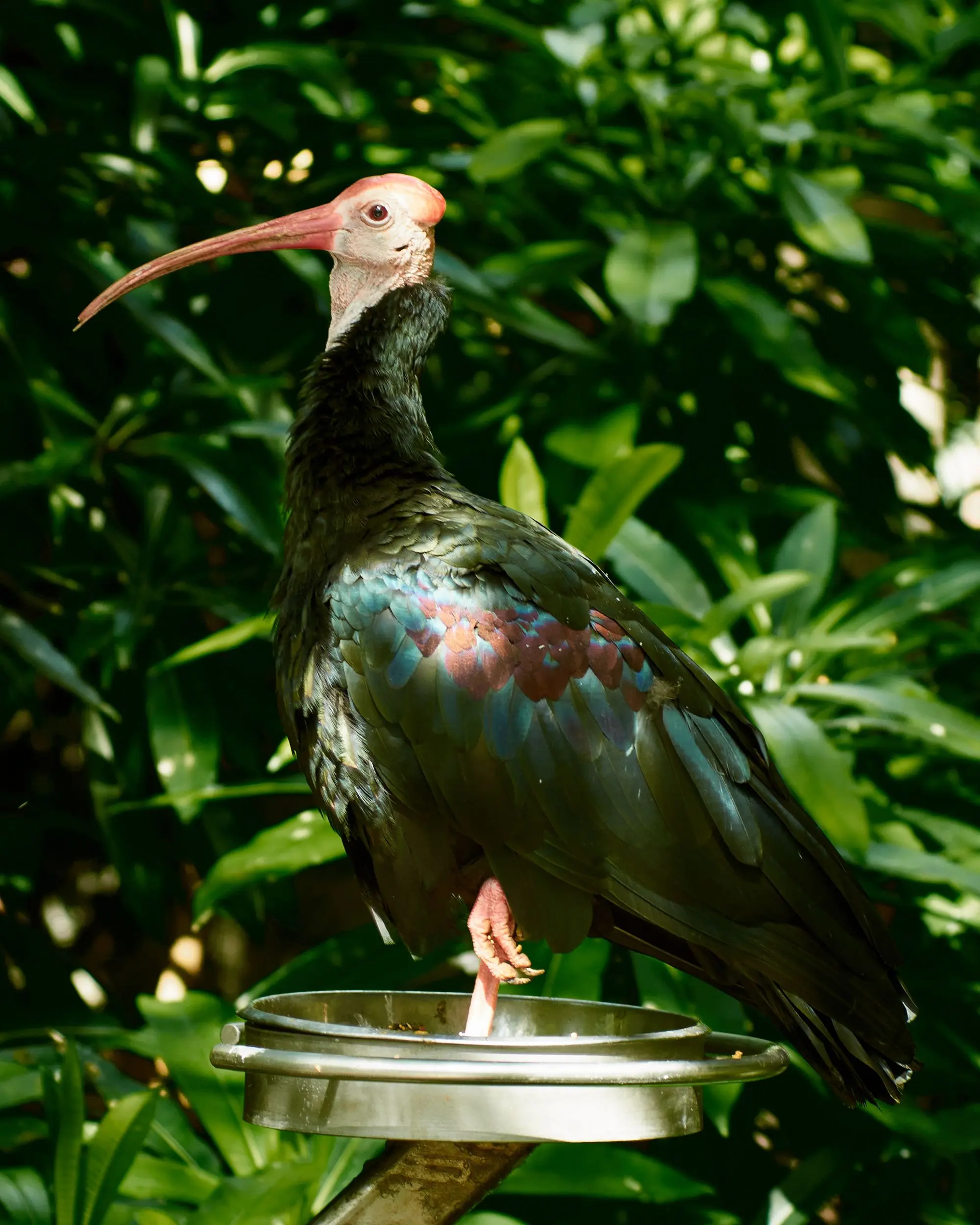 An ibis stands on a metal tray in front of verdant foliage.