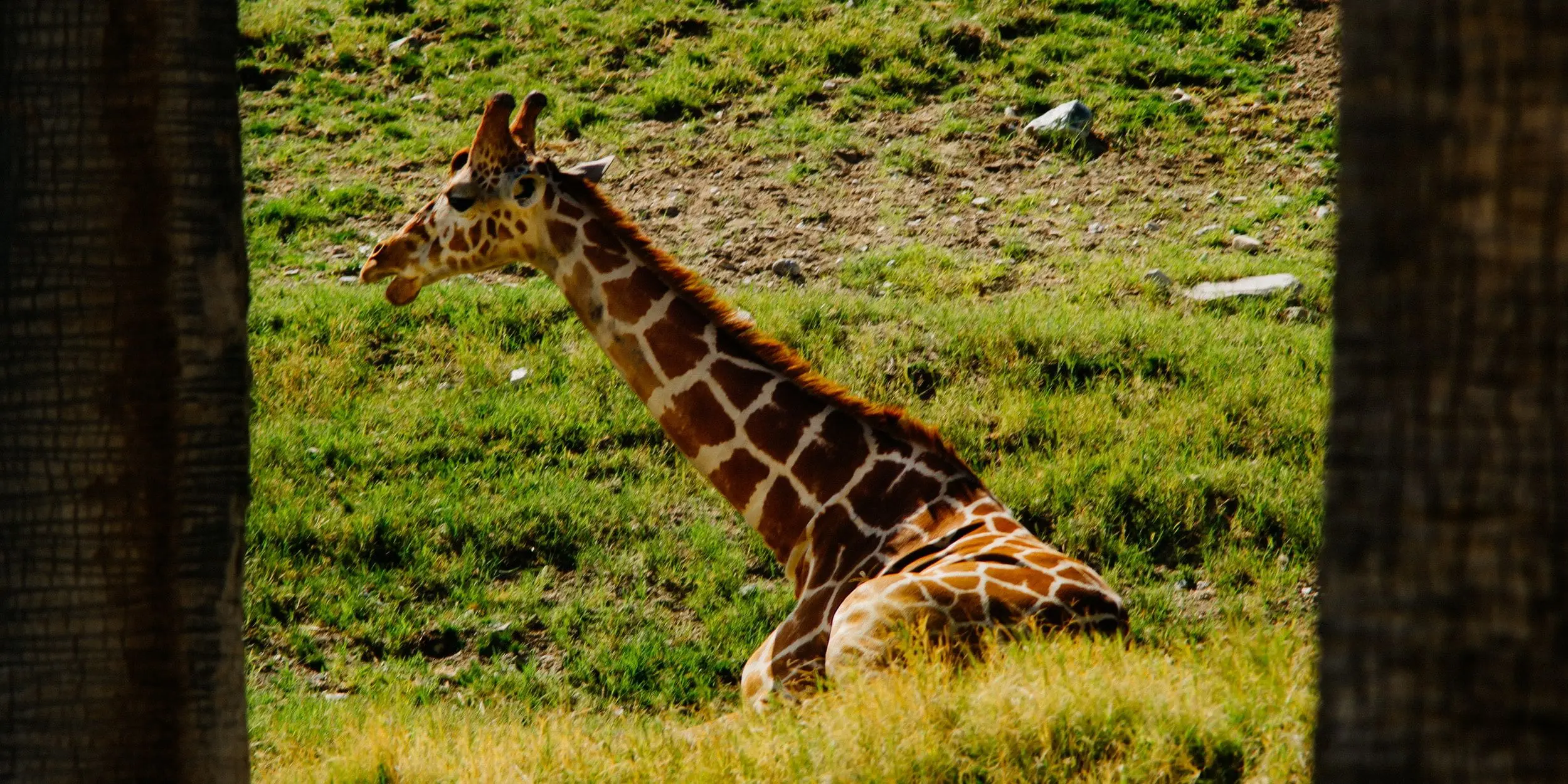 A giraffe sits down on green grass between two tree trunks.