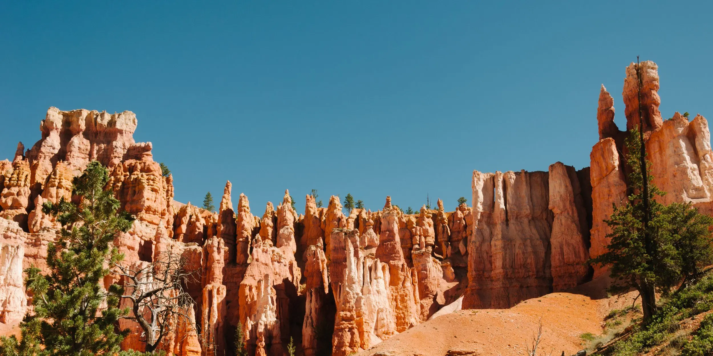 Orange Bryce Canyon hoodoos bordered by green trees, all under clear blue skies through Queens Garden. Midday.
